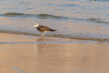 A seagull is eating small fish on the beach
