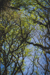trees, leaves and trunks