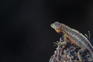 Lava Lizard of the Galapagos Islands