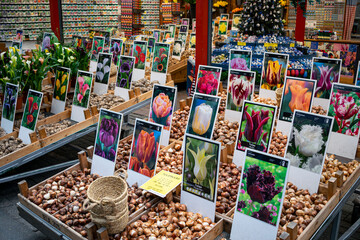 Tulip seeds and flowers in Amsterdam, The Netherlands