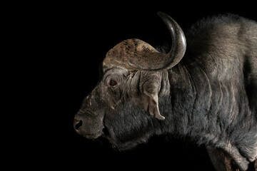 African Buffalo at a waterhole at night