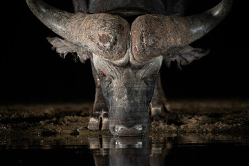 Fototapeta na wymiar African Buffalo at a waterhole at night