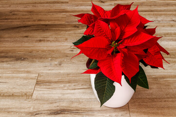 star of poinsettia, spurge, Euphorbia pulcherrima, red flower in a white pot against the background...