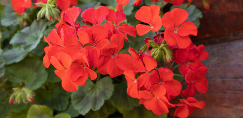 Banner. Garden violet. Beautiful red flowers on a green background. Close-up. Selective focus. Copyspace