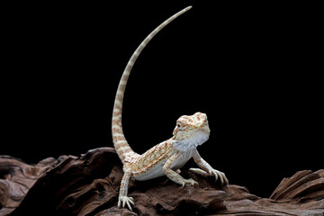 Bearded dragon sitting on wood, cute lizard on black background, animals closeup