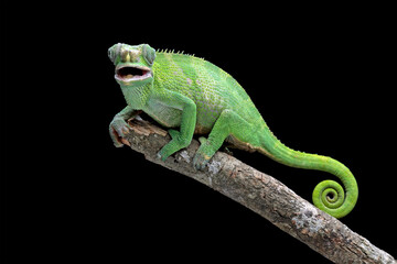 female fischer chameleon isolated on black background, animals close-up