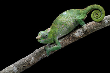 female fischer chameleon isolated on black background, animals close-up - obrazy, fototapety, plakaty