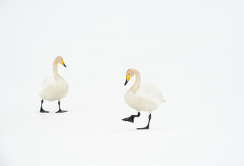 Whooper Swans on a frozen lake, high in northern Sweden.