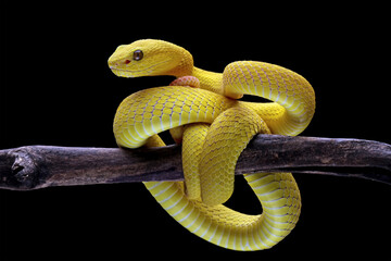 Yellow viper snake on branch, viper snake isolated on black background, animal closeup