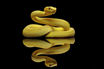 Yellow White-lipped Pit Viper on branch (Trimeresurus insularis), yellow viper snake reflections on...
