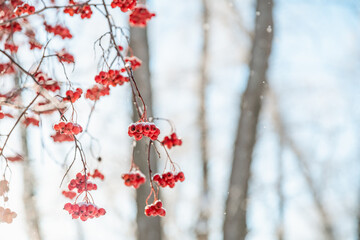 Rowan tree in snow, natural winter background