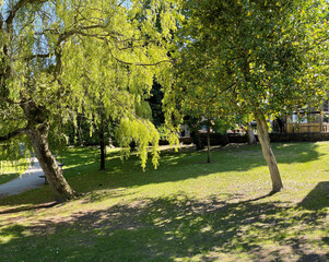 Summer afternoon in, Pudsey Park, with old trees, and broken sunlight in, Pudsey, Leeds, UK