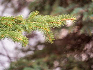 Fir branches with in the sunset light. Background of Christmas tree branches.