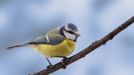 blue tit on a branch
