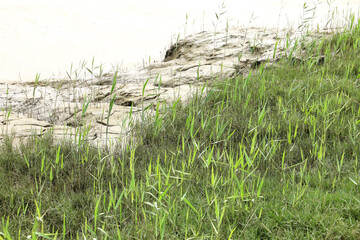 Reed, vegetation and mud on the banks of the River Sado