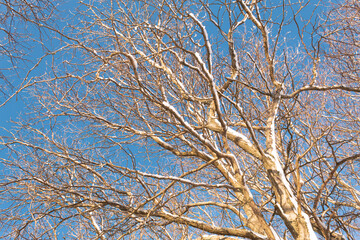 Snow covered bare trees seen from below with blue sky in the background