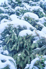 The branch of Christmas tree in close-up. Spruce in the snow in the park in winter. Copy space. High quality photo