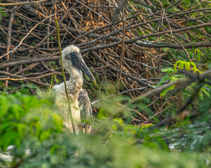 A Juvenile painted stork in its nest when parents away