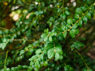 Fototapeta na wymiar close-up of leaves of boxwood evergreen broadleaf convex
