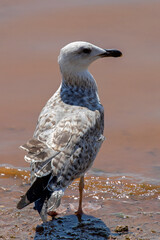 close up portrait  of a young seagull looking for food in to the sea during low tide, in Euboea, Greece. Sunny summer day