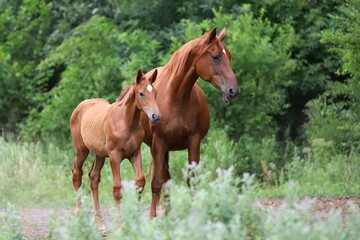 Naklejka na ściany i meble beautiful chestnut foal and mare against the background of green bushes