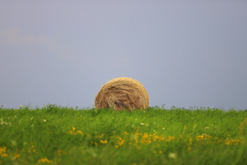 straw on a green flowering meadow against the blue sky