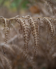 fern leaves in the sunshine