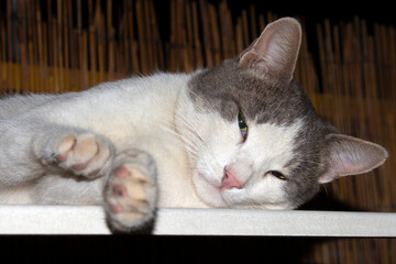  portrait of a beautifull  cat lying on a table