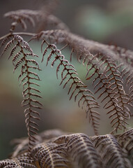 Autumn fern in the forest