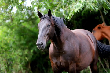 black mighty stallion tired from the attack of flies on the background of green bushes