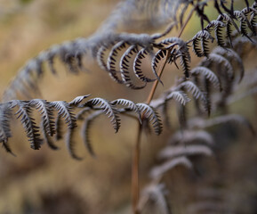 fern leaves in the sunshine
