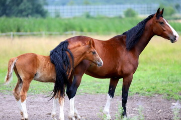 chestnut cute colt covered with the tail of a bay mare against the background of a green meadow