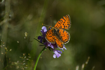 Papillon