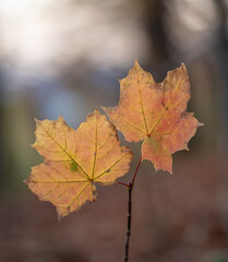 Fototapeta na wymiar Autumn leaf in the forest