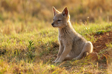 Cute baby black-backed jackal (Canis mesomelas) sitting next to the den waiting for mom