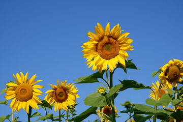A lot of beautiful sunflowers are drawn to the sun's rays against the background of the blue morning sky.Natural landscape. Agro-cultural concept. Copyspace