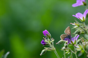 Papillon