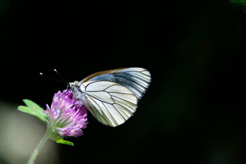 Papillon