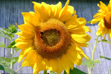 A beautiful sunflower with bees on a sunny day in a field on a wooden background.Natural landscape. Agro-cultural concept