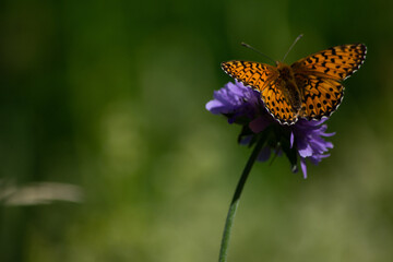 Papillon