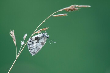 Papillon