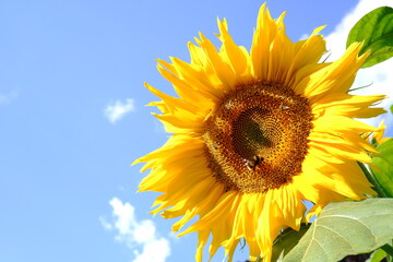 A beautiful sunflower with bees stretches towards the sun rays against the background of the blue morning sky.Natural landscape. Agro-cultural concept. Copyspace