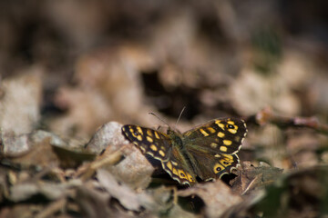 Papillon