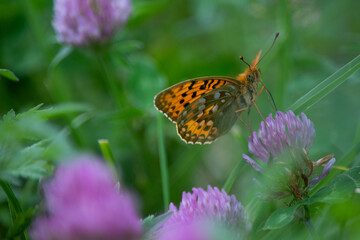Papillon