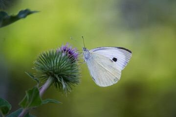 Papillon