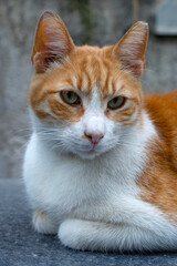 close-up portrait of a beautifull  orange cat looking the camera