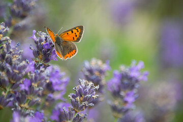 Papillon