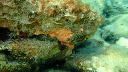 Fototapeta na wymiar Сolonial tunicates common didemnid (Didemnum commune) undersea, Aegean Sea, Greece, Thasos island