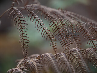 Autumn fern in the forest