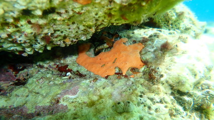 Сolonial tunicates common didemnid (Didemnum commune) undersea, Aegean Sea, Greece, Thasos island